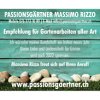 passionsgaertner-massimo-rizzo